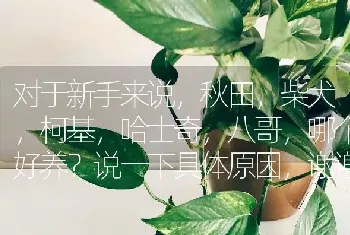 对于新手来说，秋田，柴犬，柯基，哈士奇，八哥，哪个好养？说一下具体原因，谢谢？