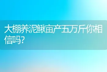 大棚养泥鳅亩产五万斤你相信吗？