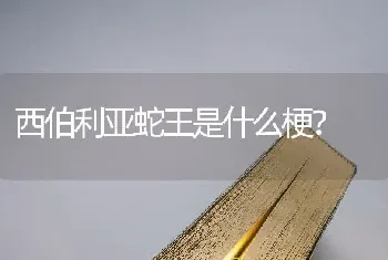 西伯利亚蛇王是什么梗？