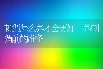 刺猬怎么养才会更好 养刺猬前的准备