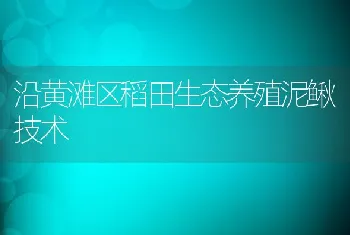 沿黄滩区稻田生态养殖泥鳅技术