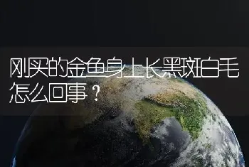 刚买的金鱼身上长黑斑白毛怎么回事？