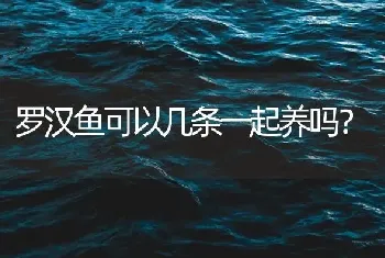 罗汉鱼可以几条一起养吗？