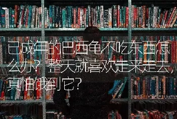 已成年的巴西龟不吃东西怎么办?整天就喜欢走来走去，真怕饿到它？