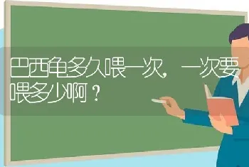 巴西龟多久喂一次，一次要喂多少啊？