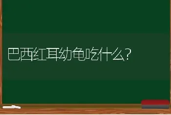 巴西红耳幼龟吃什么？