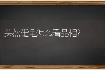 头盔蛋龟怎么看品相？