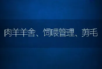 肉羊羊舍、饲喂管理、剪毛