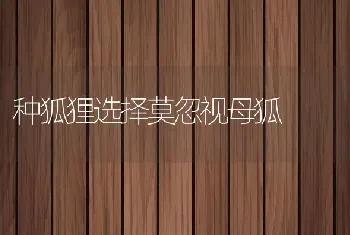 种狐狸选择莫忽视母狐