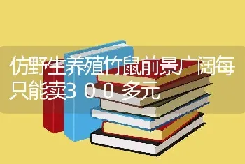 仿野生养殖竹鼠前景广阔每只能卖300多元