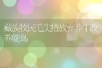 藏族牧民毛尖措放弃养牛改养鸵鸟