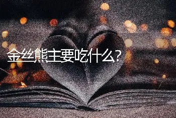 金丝熊主要吃什么？