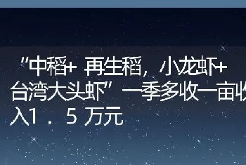 “中稻+再生稻，小龙虾+台湾大头虾”一季多收一亩收入1.5万元