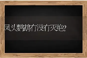 凤头鹦鹉有没有灭绝？