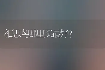 相思鸟哪里买最好？