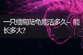 一只缅甸陆龟能活多久~能长多大？