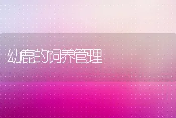 幼鹿的饲养管理