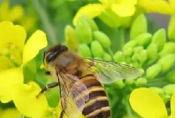 蜜蜂如何养才能繁殖得更好？蜜蜂蜂王养殖