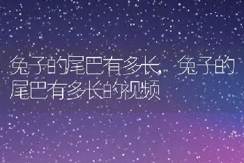 兔子的尾巴有多长，兔子的尾巴有多长的视频