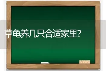 草龟养几只合适家里？