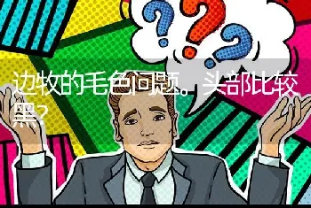 边牧的毛色问题。头部比较黑？