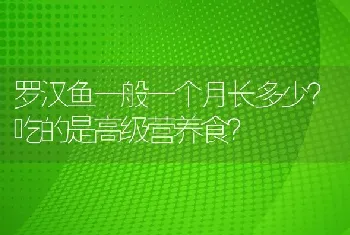 罗汉鱼一般一个月长多少？吃的是高级营养食？