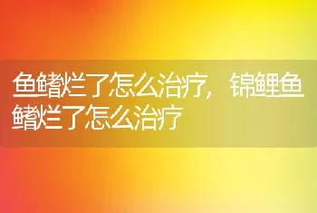 鱼鳍烂了怎么治疗，锦鲤鱼鳍烂了怎么治疗