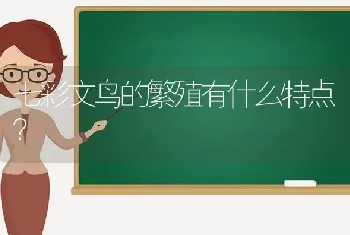 七彩文鸟的繁殖有什么特点？