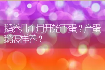 鹅养几个月开始下蛋？产蛋鹅怎样养？