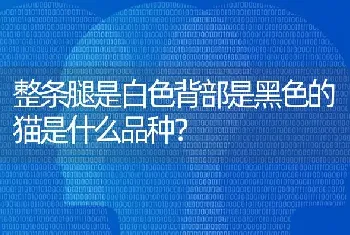 我有只母的白色博美/可是体积有点大/嘴巴也有点象银狐/请问是博美吗？