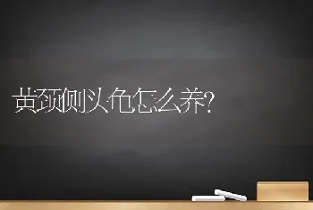 黄颈侧头龟怎么养？