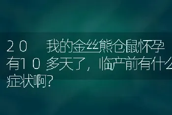 20 我的金丝熊仓鼠怀孕有10多天了，临产前有什么症状啊？