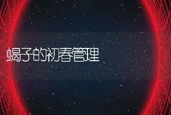 蝎子的初春管理