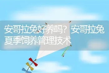 安哥拉兔好养吗？安哥拉兔夏季饲养管理技术