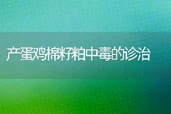 产蛋鸡棉籽粕中毒的诊治