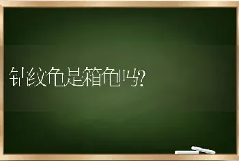 钻纹龟是箱龟吗？