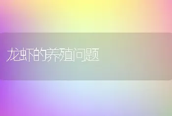 龙虾的养殖问题