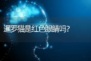 暹罗猫是红色眼睛吗？