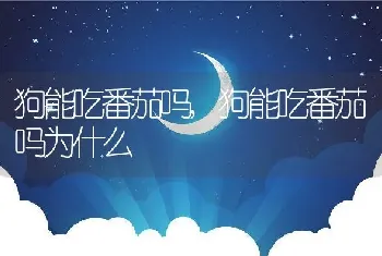 狗能吃番茄吗，狗能吃番茄吗为什么