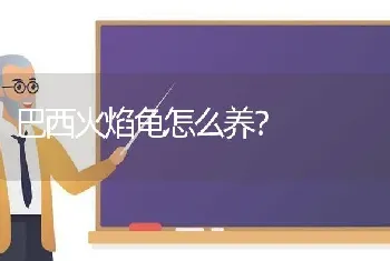 巴西火焰龟怎么养？