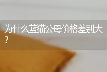 为什么蓝猫公母价格差别大？