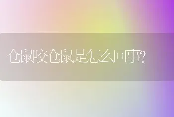 仓鼠咬仓鼠是怎么回事？