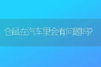 仓鼠在汽车里会有问题吗？