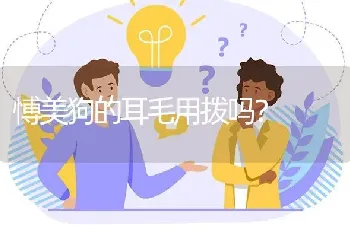 愽美狗的耳毛用拨吗？