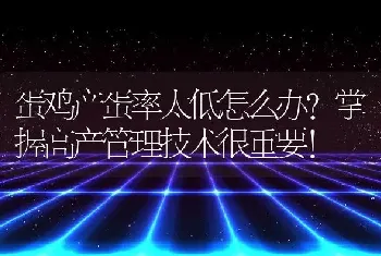 蛋鸡产蛋率太低怎么办？掌握高产管理技术很重要！