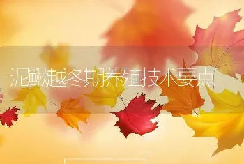 黄鳝苗的生长速度