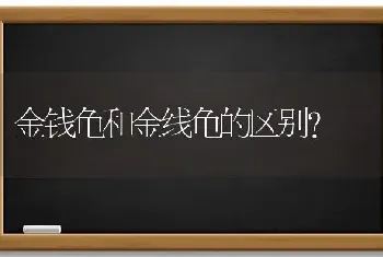 金钱龟和金线龟的区别？