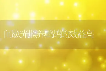 间歇光照养鹧鸪的效益高