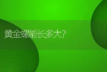 黄金螺能长多大？