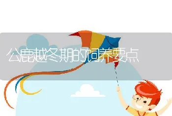 公鹿越冬期的饲养要点